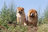 CHOW CHOW 141